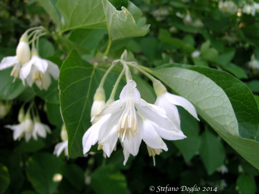 Styrax officinalis / Storace
